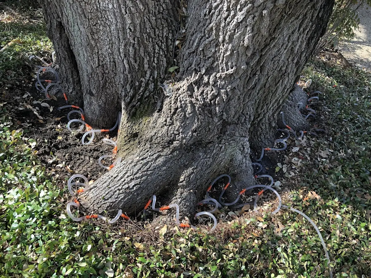 Detailed Tree Cabling and Bracing job site in Blountstown