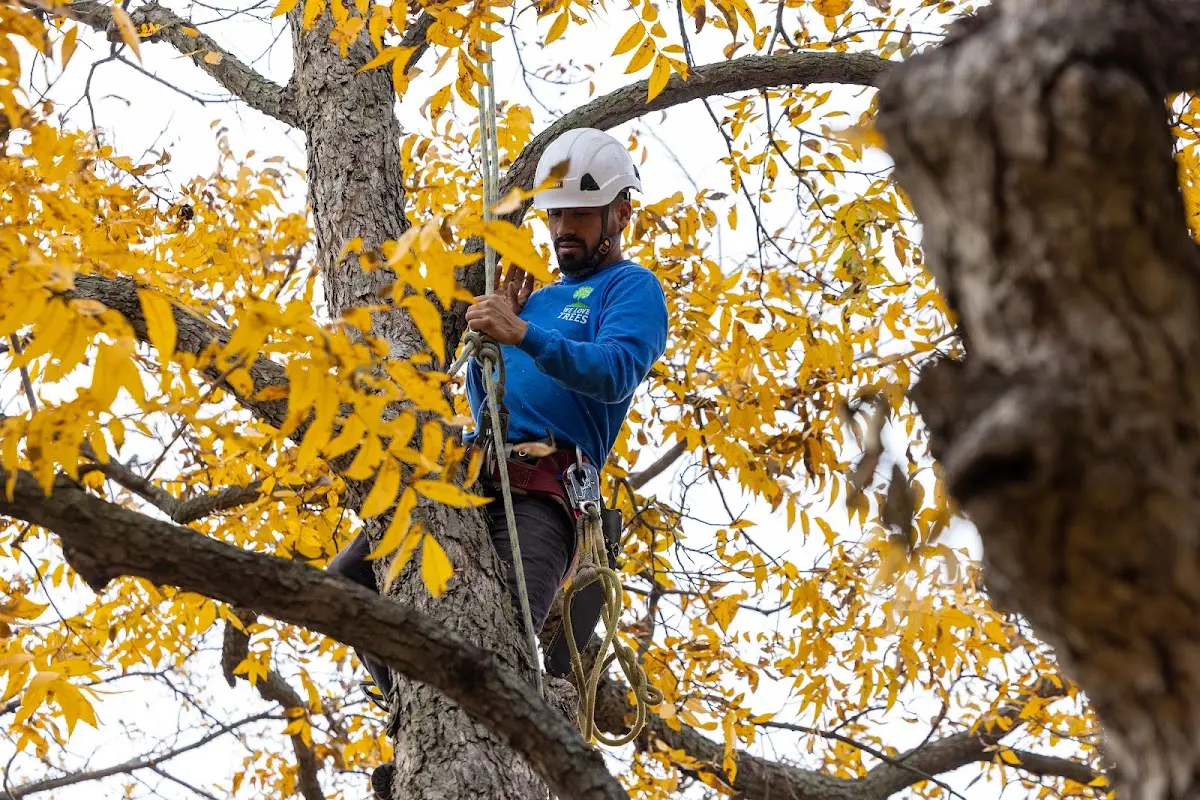 Skilled Tree Trimming crew working in Blountstown